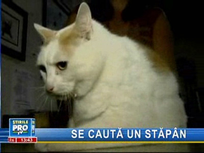 Vezi aici mâţa de 20 de kilograme! Aproape de recordul mondial