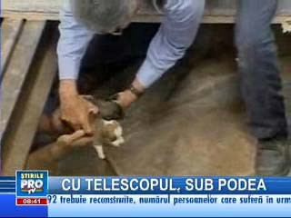 Operaţiune de salvare fără precedent a nouă căţeluşi în Arizona