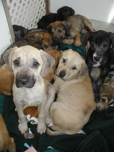 Operaţiune de salvare fără precedent a nouă căţeluşi în Arizona