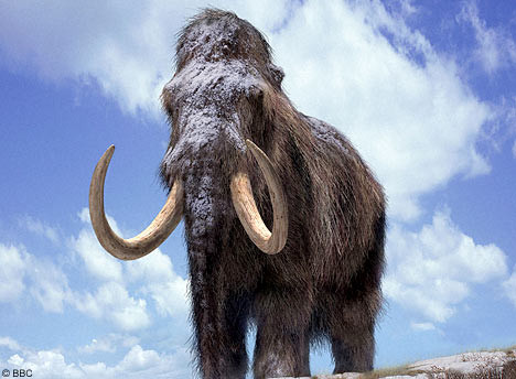 Doua fosile de mamut, descoperite in albia raului Moldova