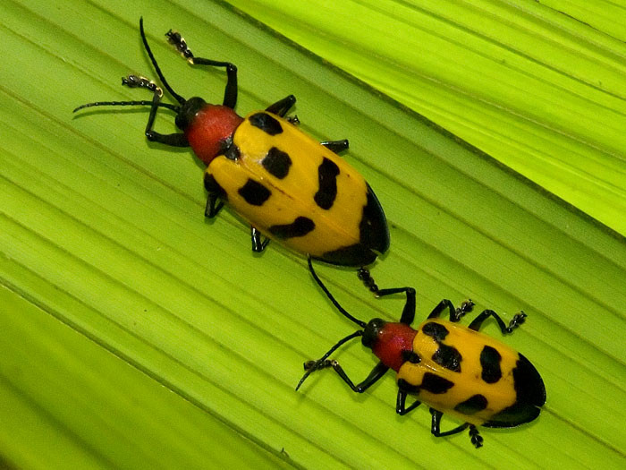 SUA: prezentare de insecte, cu degustare de exponate!