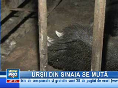 A început mutarea urşilor din zonele turistice