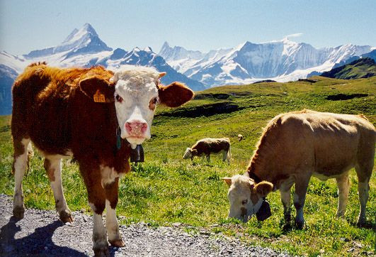 "Spaga" la veterinar. Se cer bani pentru servicii decontate de stat