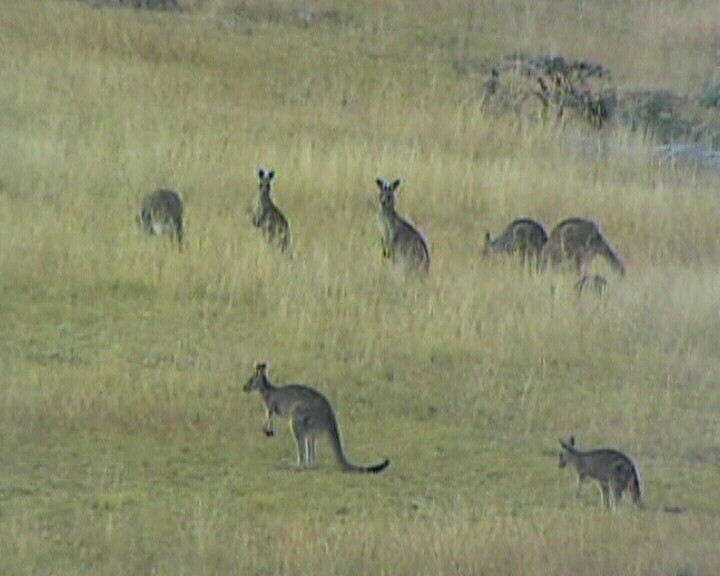 Mâncaţi carne de cangur ca să salvaţi planeta!