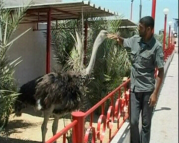 Palestinienii din Gaza fac contrabandă cu animale exotice!