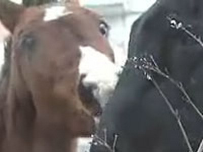 Amenda usturatoare pentru un sofer care transporta zeci de cai ilegal