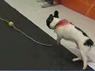 Hong Kong: s-a dat startul Jocurilor Olimpice pentru necuvântătoare