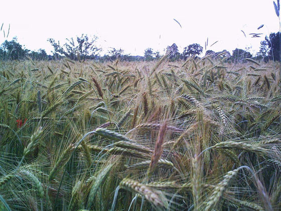 Exporturile de cereale au urcat la 132 milioane euro în primele 4 luni