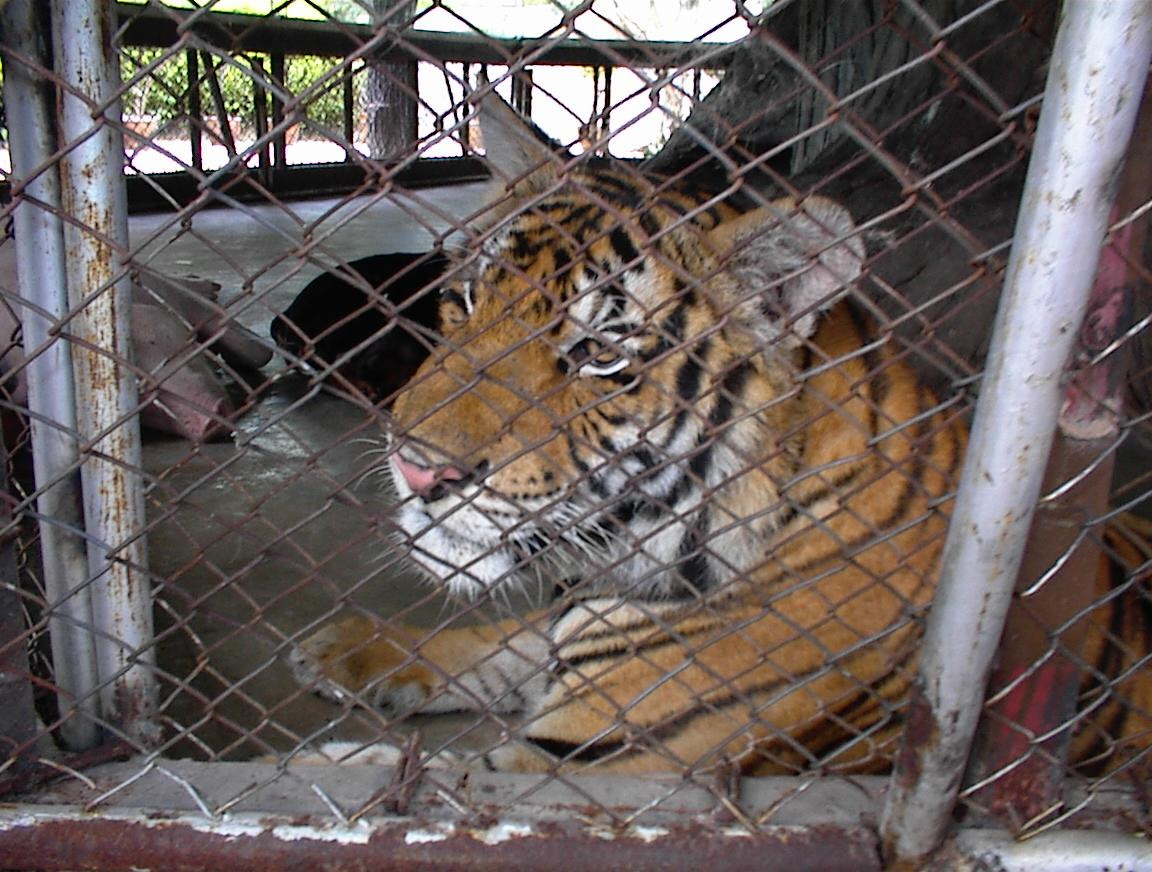 Grădinile zoologice din România se laudă cu găini, măgari sau câini