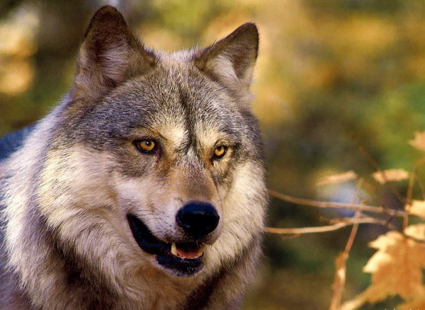 Opt persoane suspecte de turbare, la Suceava, după contactul cu doi câini infectați. Un animal a murit