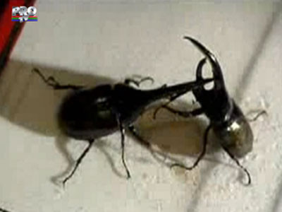 Gândaci special antrenaţi pentru luptă!