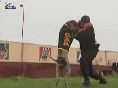 Vezi aici singurul câine din lume care boxează!