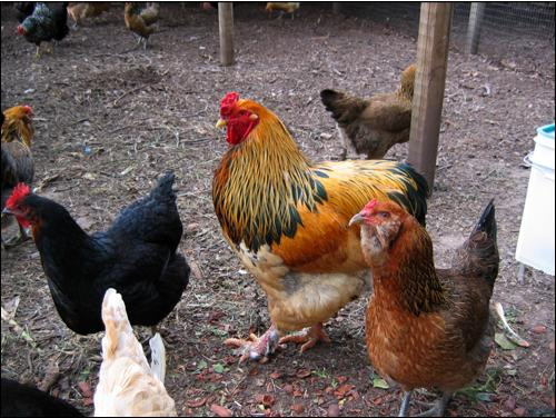 Găinile şi măgarii, "vedetele" grădinilor zoologice din România