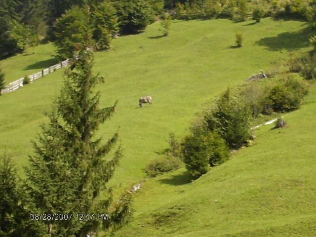 Jaf in stil romanesc. Furturile de tractoare, o inventie a maramuresenilor din Borsa, au devenit o moda in Europa