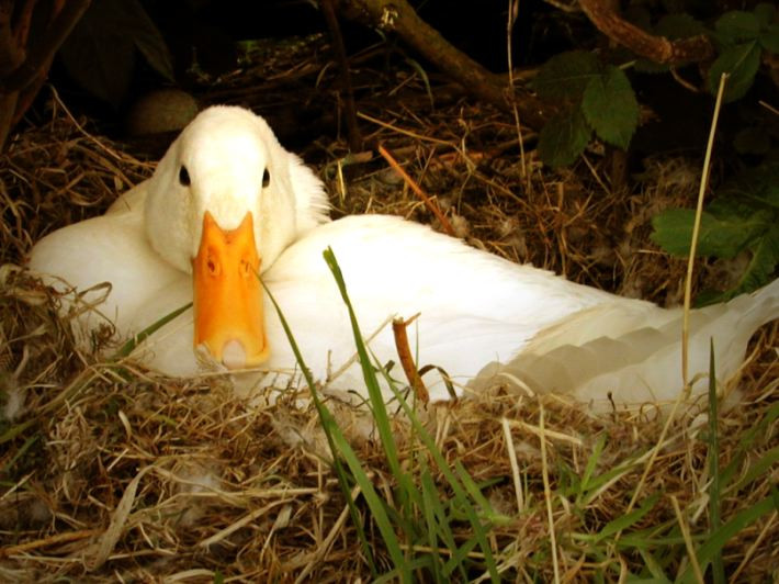 Un căţel încearcă să violeze o raţă!