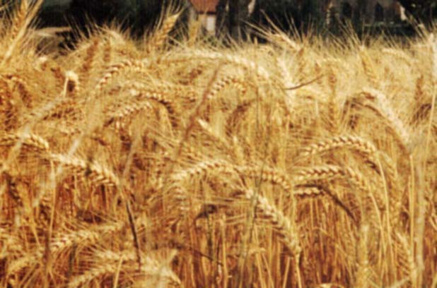 Agricultorii primesc luna viitoare primii bani de la UE