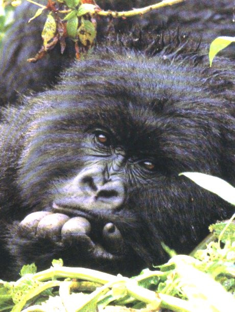 Cros pentru gorile!700 de voluntari au luat startul intr-o cursa caritabila