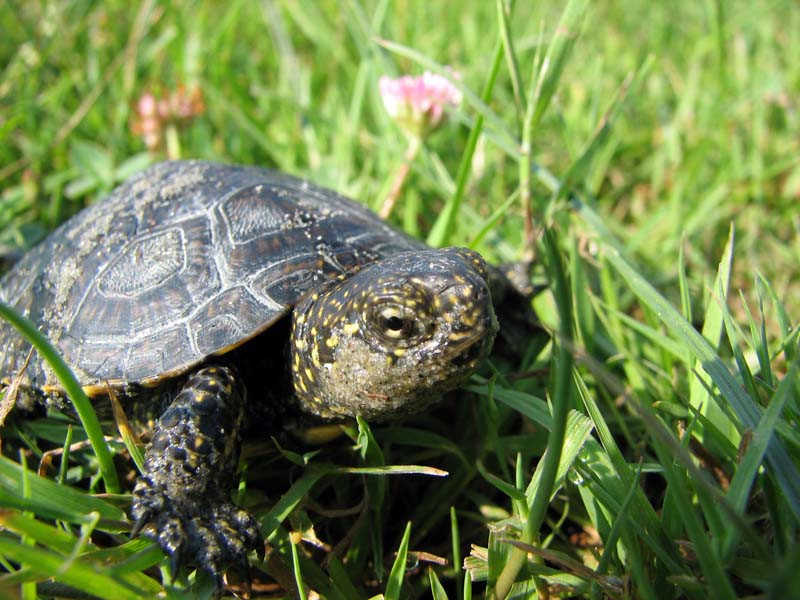 Prima broscuta testoasa a fost "tunata" la Ierusalim!