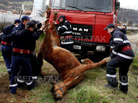Un cal cazut intr-un canal a fost salvat de pompierii din Mures