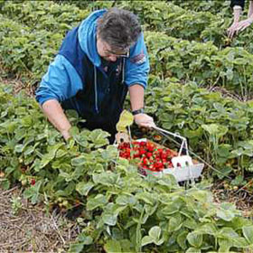 Capsunarii se intorc acasa pentru binele copiilor lor
