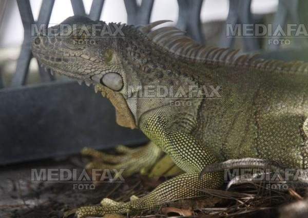 Caini "angajati" sa descopere animalele exotice ascunse in bagaje