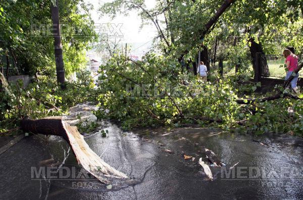 Un tanar din Mures a murit strivit de un copac