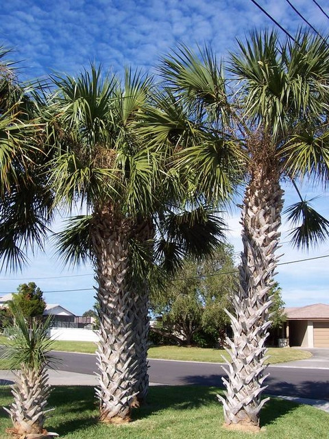 Copacabana se muta la Mamaia! Mazare promite spectacole de samba