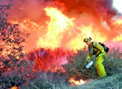 Zeci de hectare de miriste au fost devastate de un incendiu de proportii