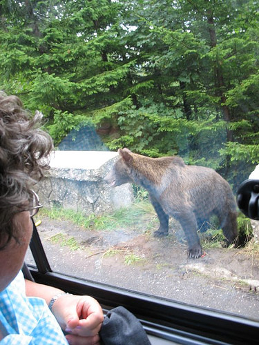 Amenzi usturatoare pentru turistii care dau de mancare ursilor