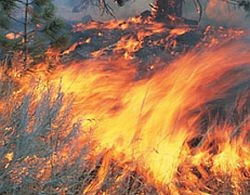 Incendiu de proportii in Gorj. Au ars doua hectare de vegetatie