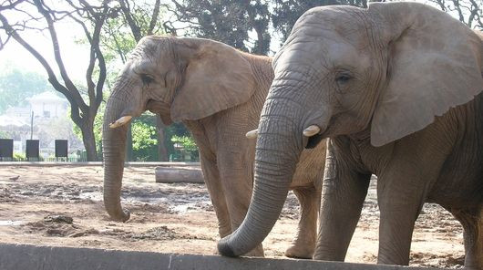 Canicula face ravagii la gradina zoologica din Roma