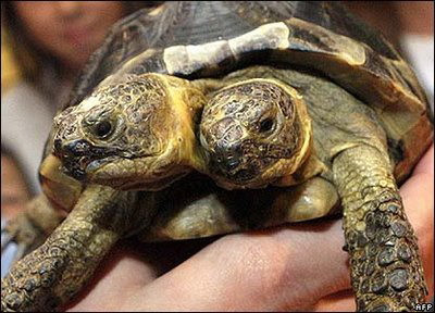 Broasca testoasa cu doua capete! Numai in America