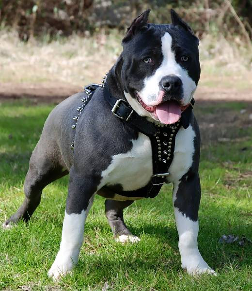 Doi copii din Harghita au fost atacati cu brutalitate de un pitbull