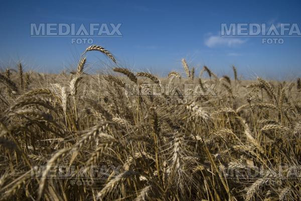 Copii transformati in sclavi de asistentii maternali