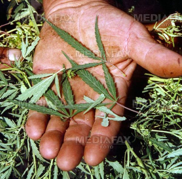 Cultivau canabis in curtea bunicilor, printre rosii, ardei si patrunjel!