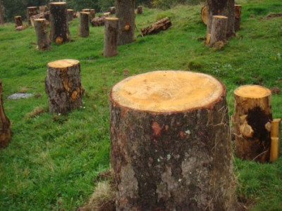 Va ramane fara un picior la 17 ani, dupa ce a vrut sa care lemne din padure