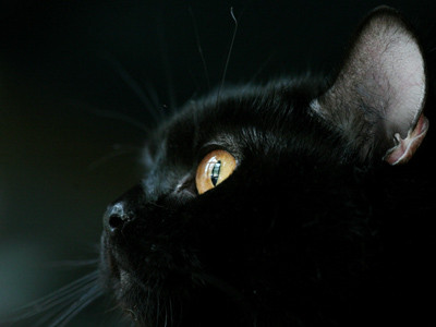 O pisica a supravietuit doua luni zidita sub o casa