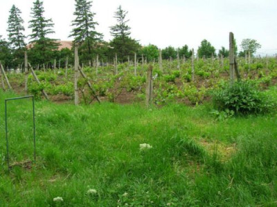 Pedeapsa dura primita de un barbat care a indraznit sa culeaga ciorchinii dintr-o vie recoltata