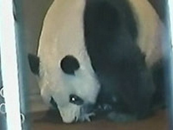 Un ursoica panda uriasa, filmata in timp ce a nascut