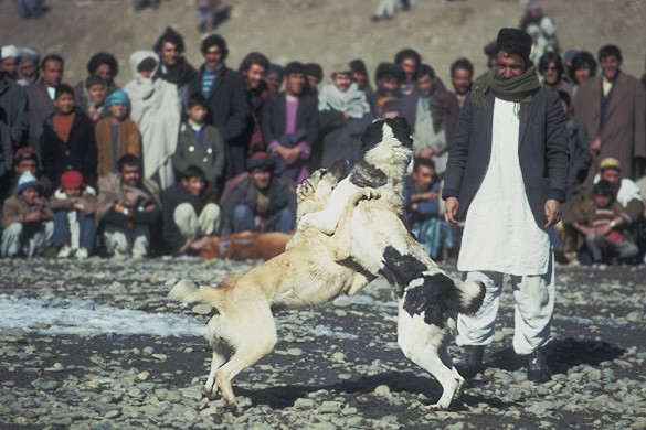 Cruzime fara limite. Caini omorati in campusul Politehnicii