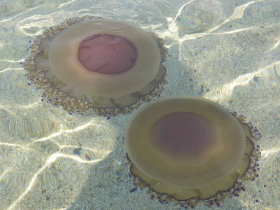 Meduze periculoase invadeaza litoralul francez