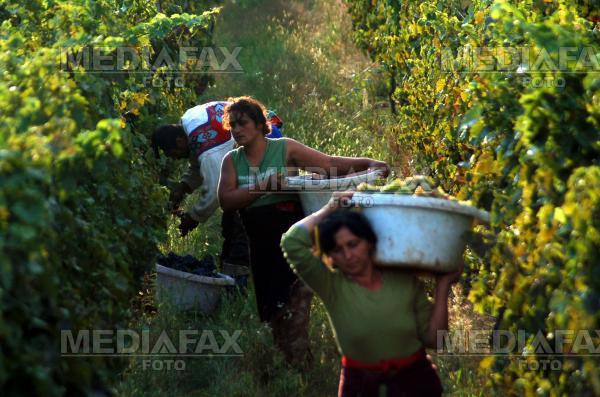 Productia de vin stabileste un nou record: 6,3 milioane de hectolitri