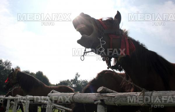 Cal salvat de pompieri in Arges!