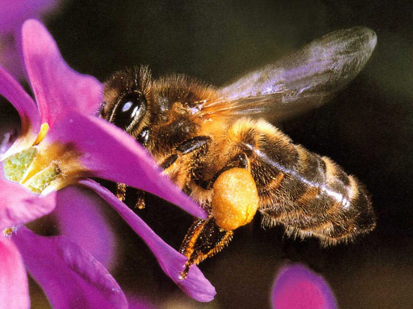 Cea mai batrana virgina este din Bacau