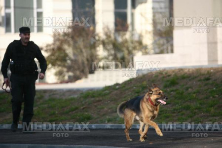 Oradea: caine politist slovac, mort dupa ce a cazut de la etaj