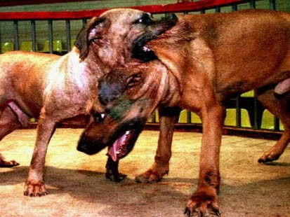 Se cauta vinovatii in cazul luptelor de caini din campusul Politehnicii