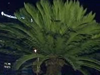 Vant de Jamaica in Piata Universitatii, unde au rasarit 32 de palmieri!