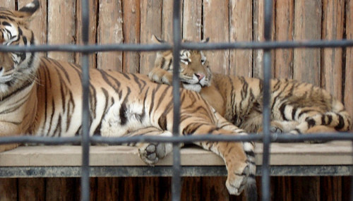 Aventuri ca in filme, la o gradina zoologica din Mexic!