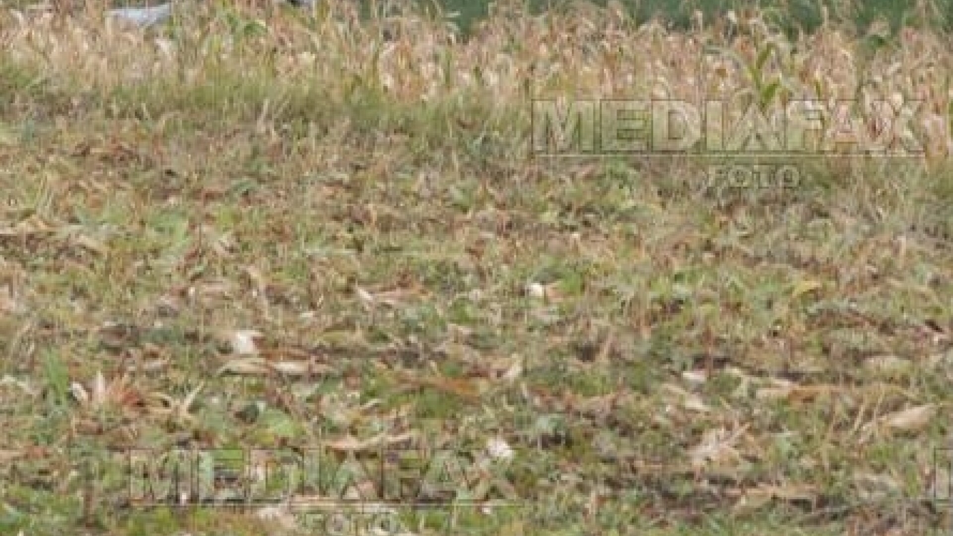 Mort in lanul de porumb, din cauza unui stimulent sexual!