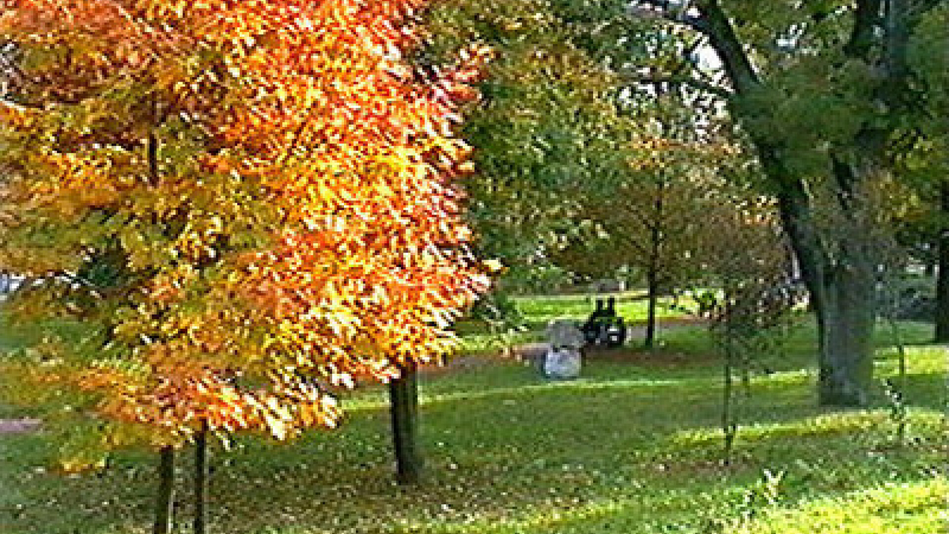 In noiembrie, a venit primavara in toata tara!